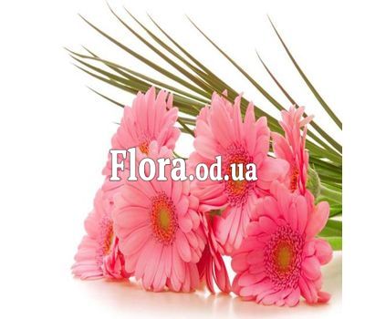 Букет из 7 гербер