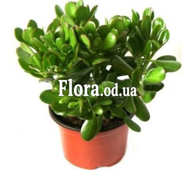 Денежное дерево