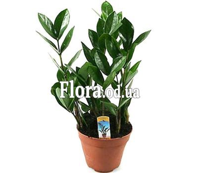 Долларовое дерево Долларовое дерево