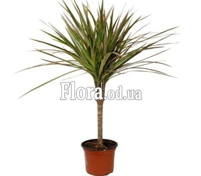 Dracaena