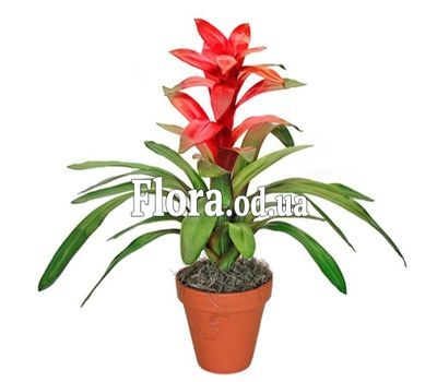 Guzmania