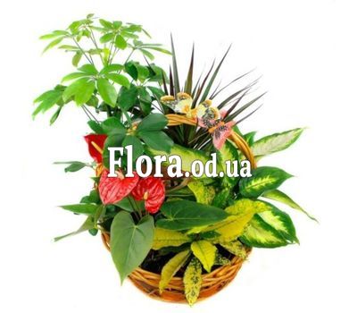 Basket of houseplants