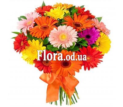 Красивые герберы