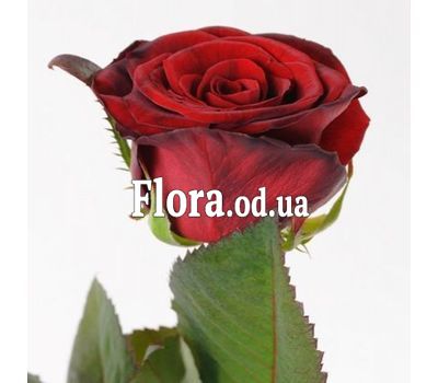 Червоні троянди