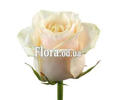 Кремовые розы