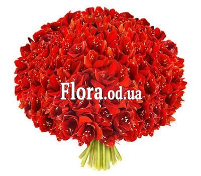 Огромный букет амариллисов