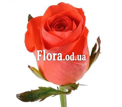 Оранжевые розы