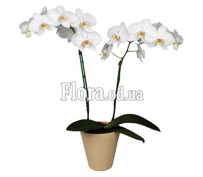 Orchid Phalaenopsis white
