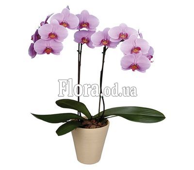 Phalaenopsis Orchid
