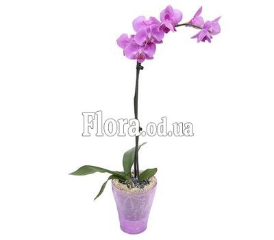 Orchid Phalaenopsis pink
