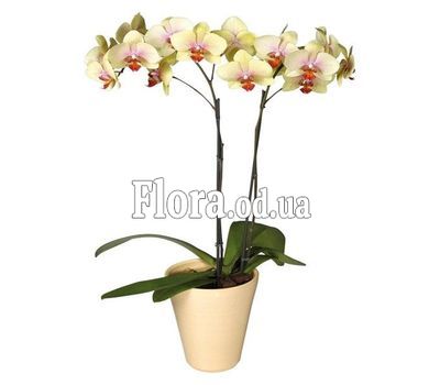 Phalaenopsis Yellow Orchid