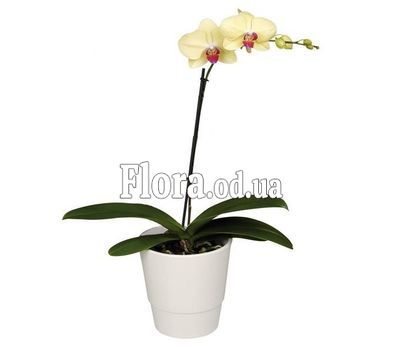 Phalaenopsis Yellow Orchid