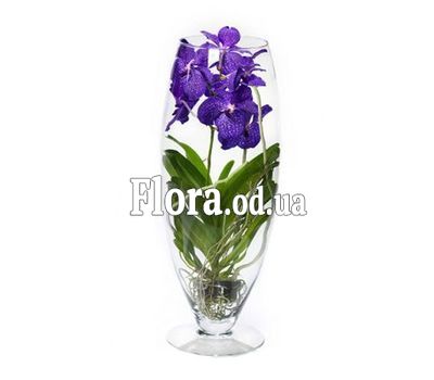 Wandas orchid in a flask