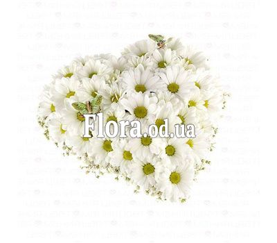 Heart of 15 chamomile chrysanthemums