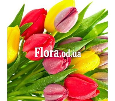 Тюльпаны поштучно