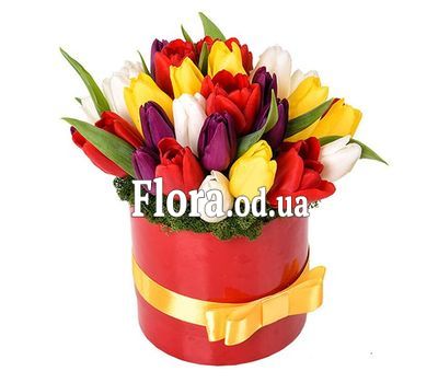 Яскравий букет з 25 тюльпанів в коробці
