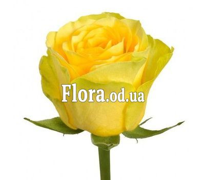 Желтые розы