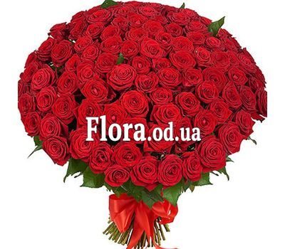 101 red roses 60 cm