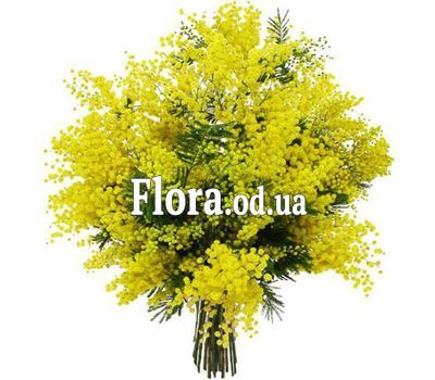 11 branches of mimosa