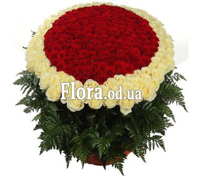 501 роза в Одессе