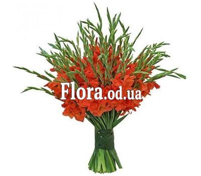 Большой букет из 51 гладиолуса