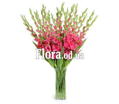 Букет 19 розовых гладиолусов