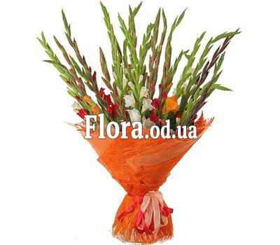 Букет 25 разноцветных гладиолусов