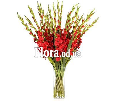 Букет из 21 красного гладиолуса