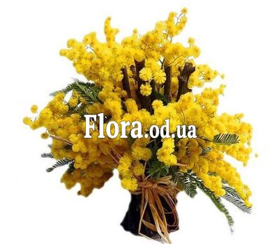 Bouquet of mimosa
