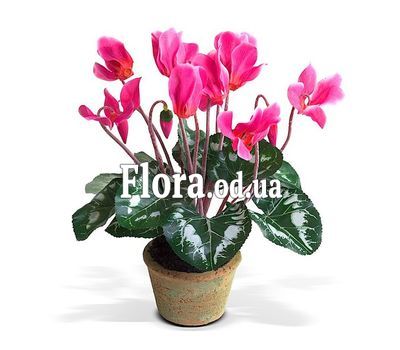 Cyclamen