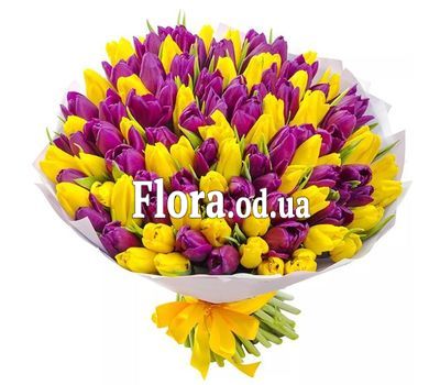 101 yellow and purple tulips