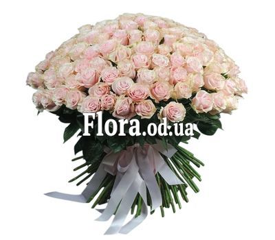 51 троянда Пінк Мондіаль